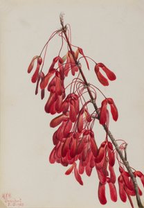 Érable de Caroline Acer carolinianum - Mary Vaux Walcott