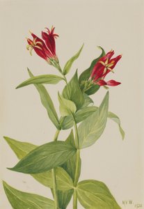 Caroline Pink Spigelia marylandica, 1932 - Mary Vaux Walcott