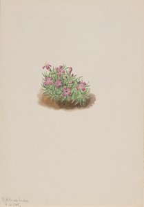 Silène acaule, 1905