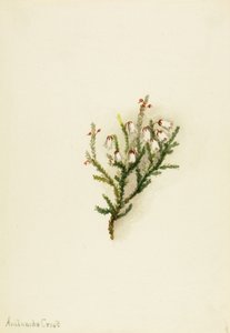 Cassiope Cassiope mertensiana - Mary Vaux Walcott