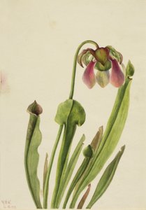 Sarracénie de Catesby, 1929 - Mary Vaux Walcott