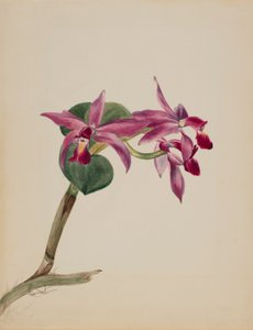 Cattlaya superbus - Mary Vaux Walcott