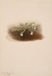 Chiogenes hispidula, 1904 - Mary Vaux Walcott