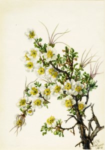 Cliffrose, 1934 - Mary Vaux Walcott