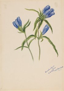 Gentiane fermée (Gentiana andrewskii)