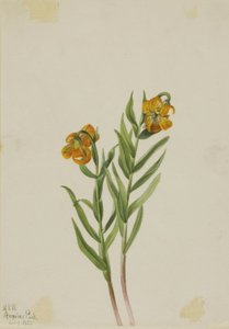 Lys de Columbia (Lilium columbianum)