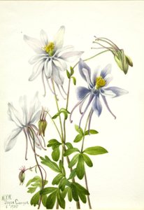 Ancolie (Aquilegia ecalcarata) - Mary Vaux Walcott