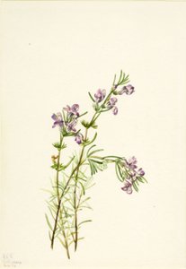 Conradina verticillata - Mary Vaux Walcott