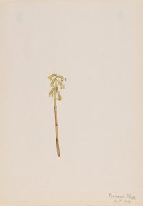 Corathorhiza corallorhiza - Mary Vaux Walcott
