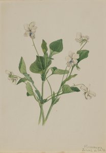 Violette crème Viola striata, 1918 - Mary Vaux Walcott