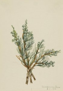 Genévrier rampant Juniperus horizontalis, 1918 - Mary Vaux Walcott