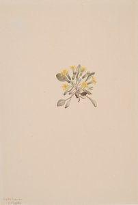 Crepis Elegans, 1904 - Mary Vaux Walcott