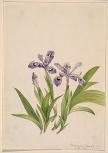 Iris à crête (Iris cristata) - Mary Vaux Walcott