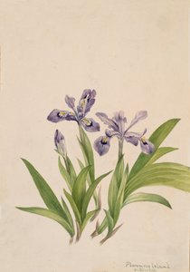 Iris Crêté Iris cristata, 1918