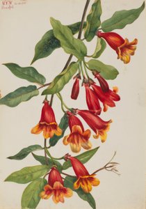 Anisostichus capreolatus (Anisostichus capreolatus) - Mary Vaux Walcott