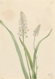Crowpoison Chrosperma muscaetoxicum, 1921 - Mary Vaux Walcott