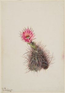 Cactus concombre, 1939 - Mary Vaux Walcott