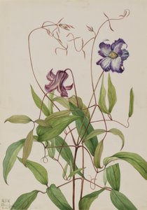 Clématite frisée (Clematis crispa) - Mary Vaux Walcott