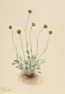 Vergerette à feuilles découpées Erigeron compositus nudus, 1921 - Mary Vaux Walcott