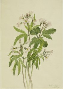 Dentaria laciniata, 1918
