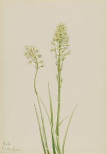 Camas de la mort (Zygadenus venenosus) - Mary Vaux Walcott