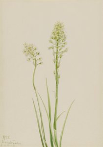 Camas de la mort Zygadenus venenosus, 1923 - Mary Vaux Walcott