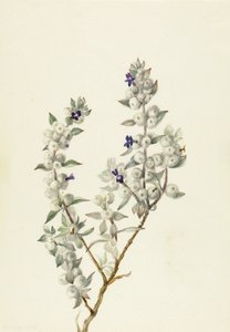 Sauge de la vallée de la mort (Salvia funerea) - Mary Vaux Walcott