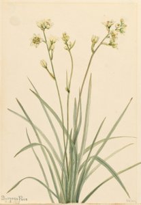Zygadène (Zygadenus elegans) - Mary Vaux Walcott