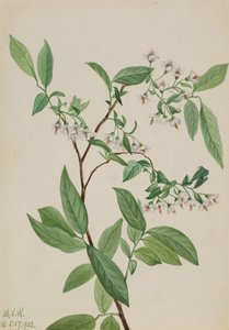 Polycodium stamineum - Mary Vaux Walcott