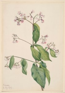 Aconit (Apocyum androsaemfolium) - Mary Vaux Walcott