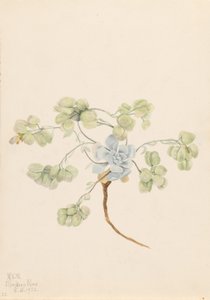 Physaria didymocarpa (Physaria didymocarpa) - Mary Vaux Walcott