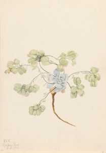 Physaria didymocarpa, 1920 - Mary Vaux Walcott