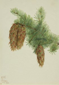 Sapin de Douglas Pseudotsuga mucronata - Mary Vaux Walcott