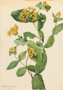 Chèvrefeuille de Douglas (Lonicera glaucescens) - Mary Vaux Walcott
