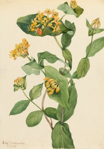 Chèvrefeuille de Douglas Lonicera glaucescens, 1919 - Mary Vaux Walcott