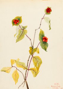 Chèvrefeuille de Douglas Lonicera glaucescens