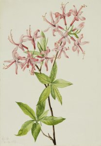 Azalée rosea Downy Pinxter Bloom - Mary Vaux Walcott