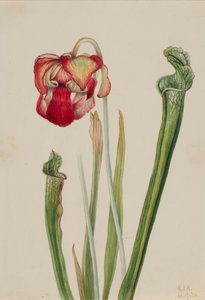 Sarracénie de Drummond Sarracenia drummondii, 1921 - Mary Vaux Walcott