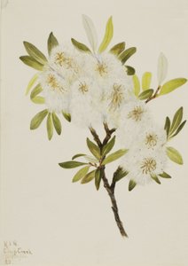 Saule de Drummond Salix drummondiana, 1921