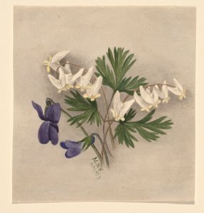 Culotte de cheval (Bikukulla cucullaria) - Mary Vaux Walcott