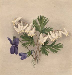 Culotte-de-hollandais Bikukulla cucullaria - Mary Vaux Walcott