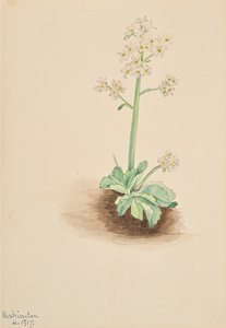 Saxifrage précoce (Saxifraga virginiensis, 1917) - Mary Vaux Walcott