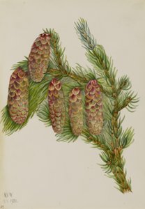 Picea engelmanni (Picea engelmanni) - Mary Vaux Walcott