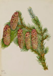 Épicéa Engelmann - Mary Vaux Walcott