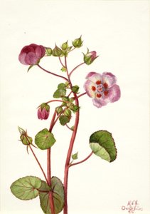 Eremalche rotundifolia, 1935 - Mary Vaux Walcott