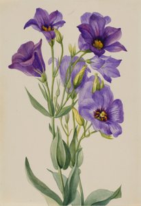 Eustoma russelianum - Mary Vaux Walcott