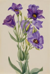 Eustoma russelianum, début des années 1930 - Mary Vaux Walcott