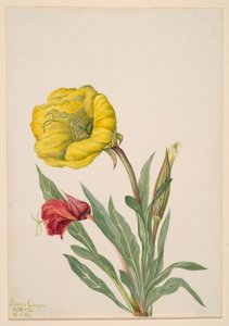 Onagre Oenothera howardi - Mary Vaux Walcott