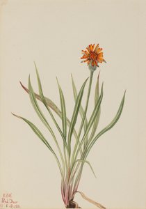 Faux pissenlit Agoseris aurantiaca, 1921 - Mary Vaux Walcott