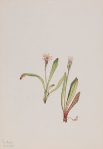 Fausse Dent-de-lion Agoseris carnea - Mary Vaux Walcott